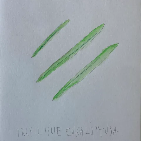 Trzy liście eukaliptusa
