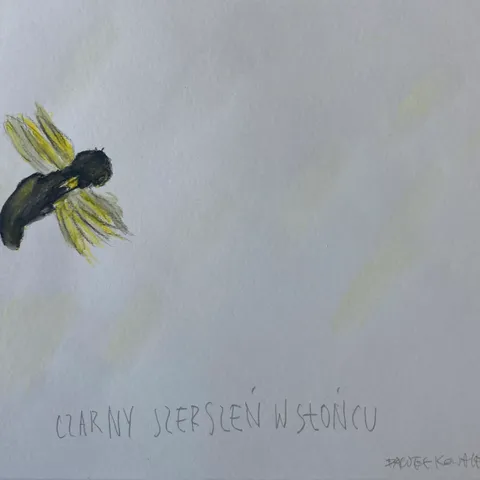 Czarny szerszeń w słońcu